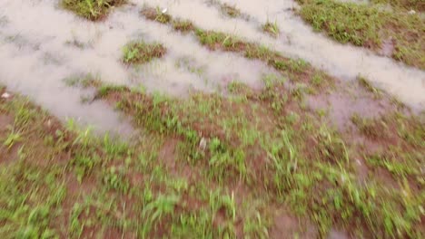 hierba verde y suelo anegado después de la lluvia