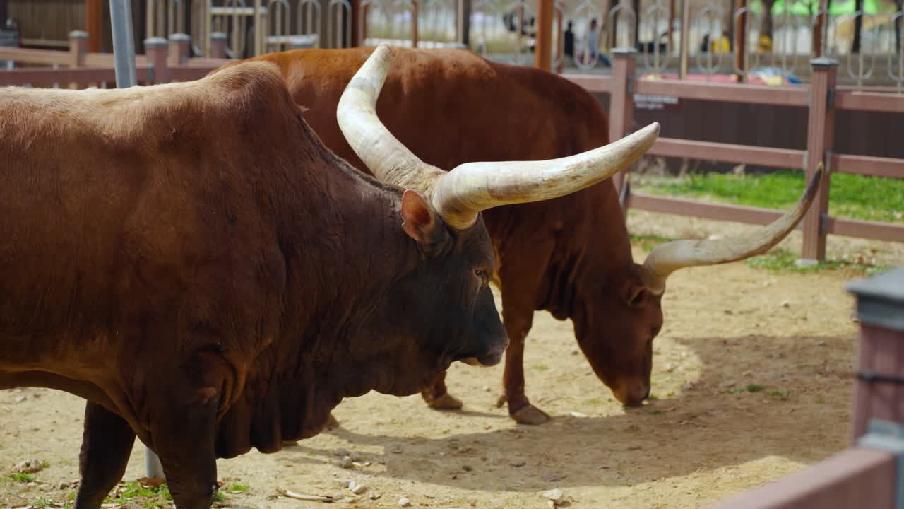 Gruppo di bovini Ankole Watusi dalle lunghe corna che camminano insieme in un recinto esterno polveroso in un allevamento coreano.