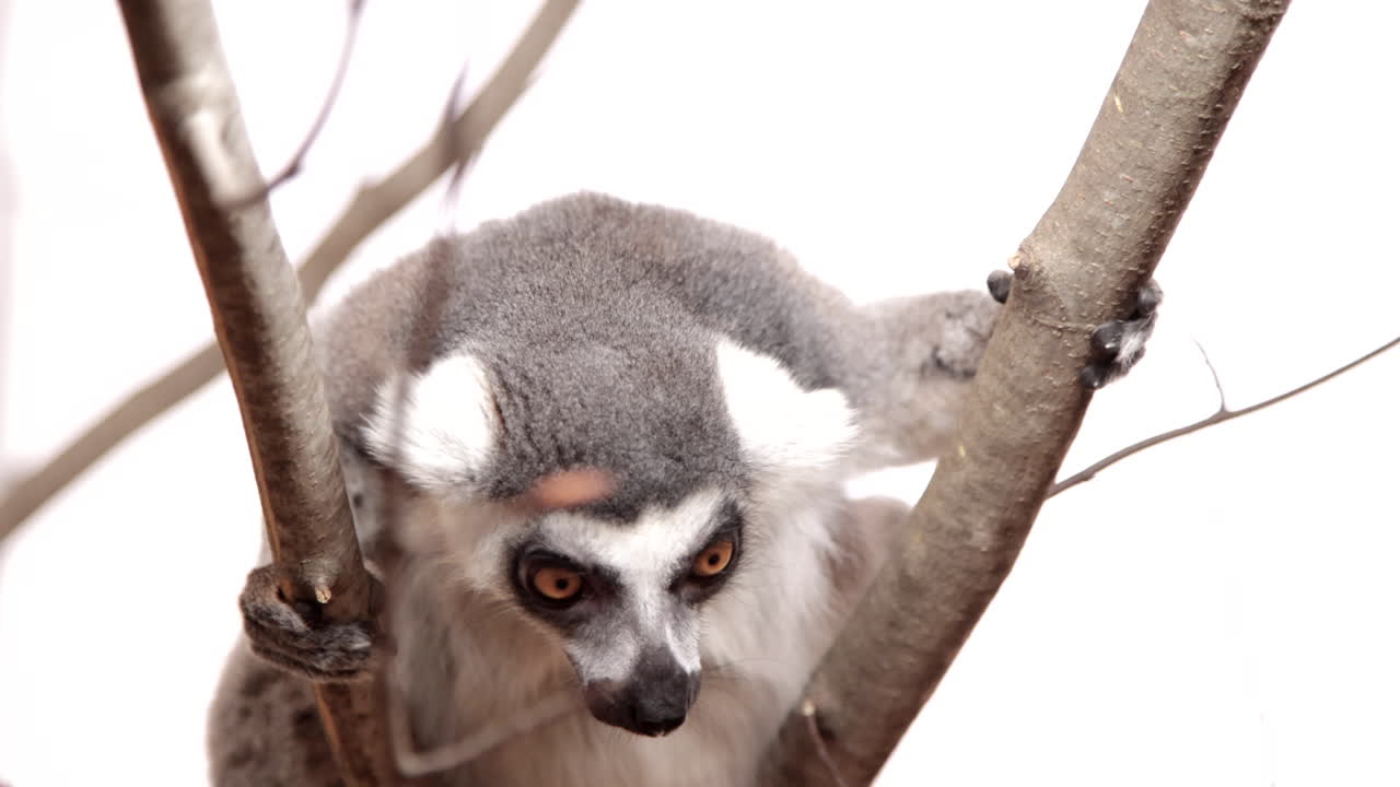 lémur en árbol sobre fondo blanco