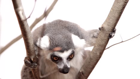 Lemur-in-tree-on-white-background