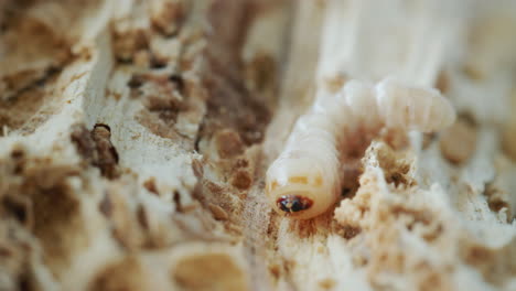 grinder beetle larva in a rotten tree.