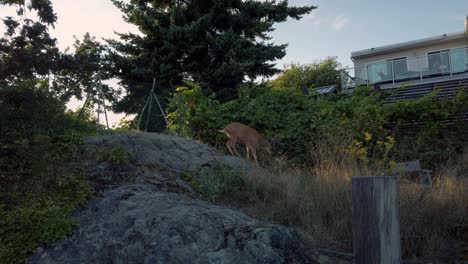 a deer trying to escape from a canadian garden