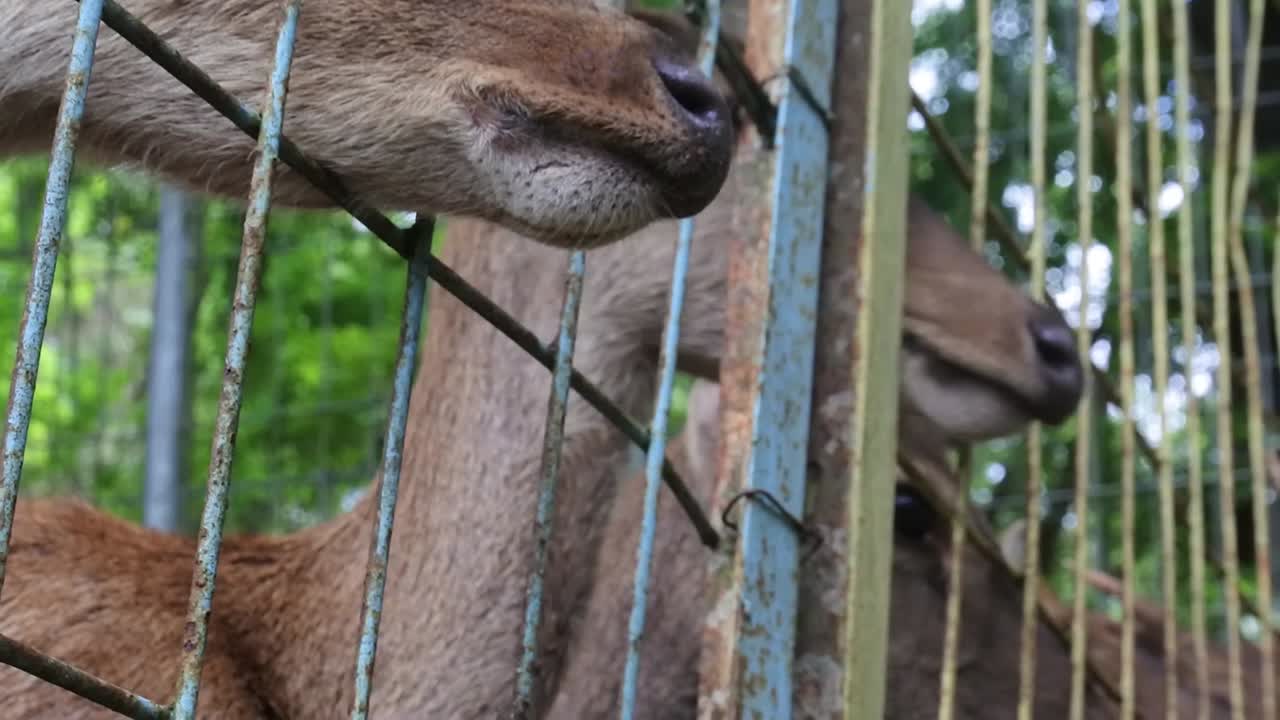 The deer's head peeked out of the iron cage