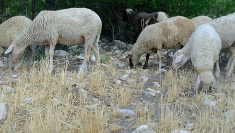 Grazing-flock-of-sheep