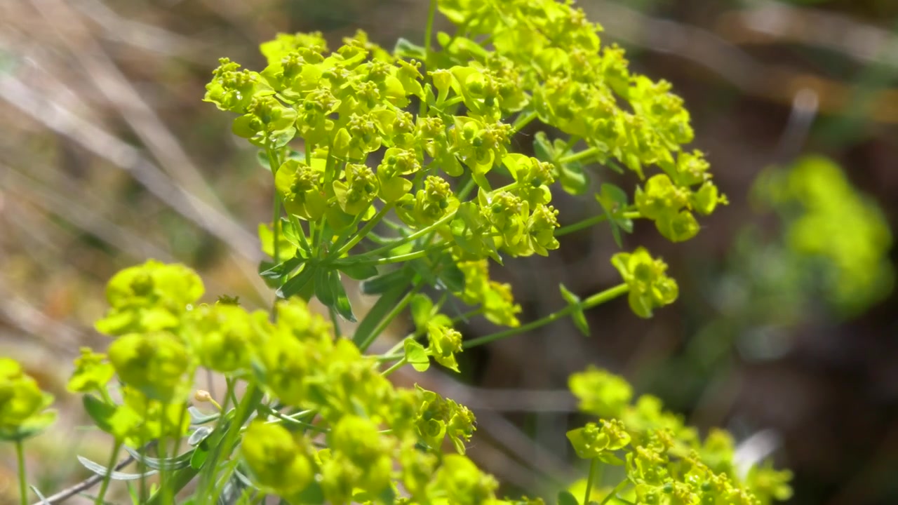 Euforbia cipressina in fiore che cresce in un habitat di prateria secca, primo piano.