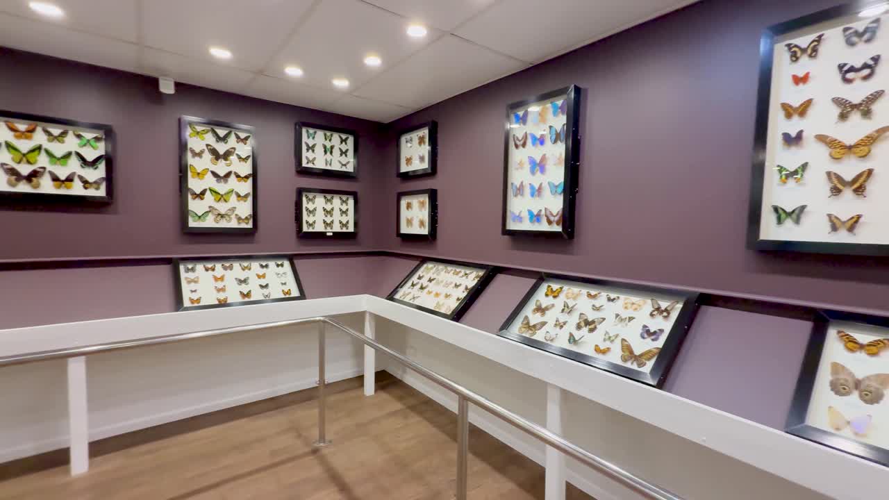 Butterfly specimens showcased in educational museum exhibit