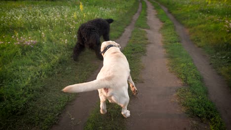 white and black dogs dressed in collars are playing on a green blooming lawn in sunset in summer