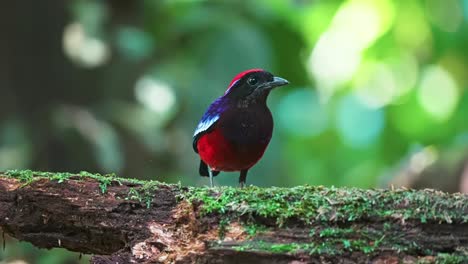garnet pitta bird perch in the woods of taman negara national park near merapoh in malaysia. close-up shot