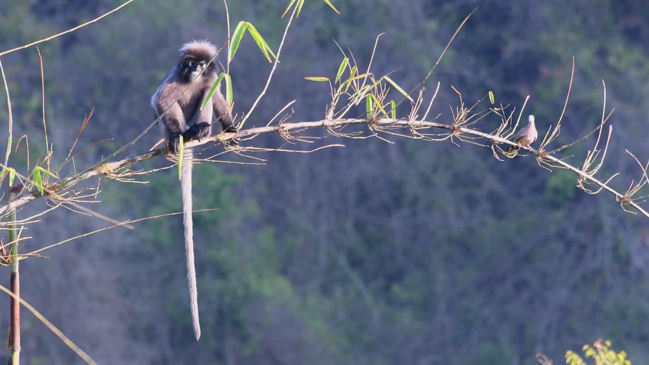 mono de hoja oscura, trachypithecus obscurus con paloma manchada, spilopelia chinensis