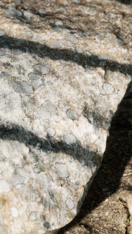 close-up of a lichen-covered rock