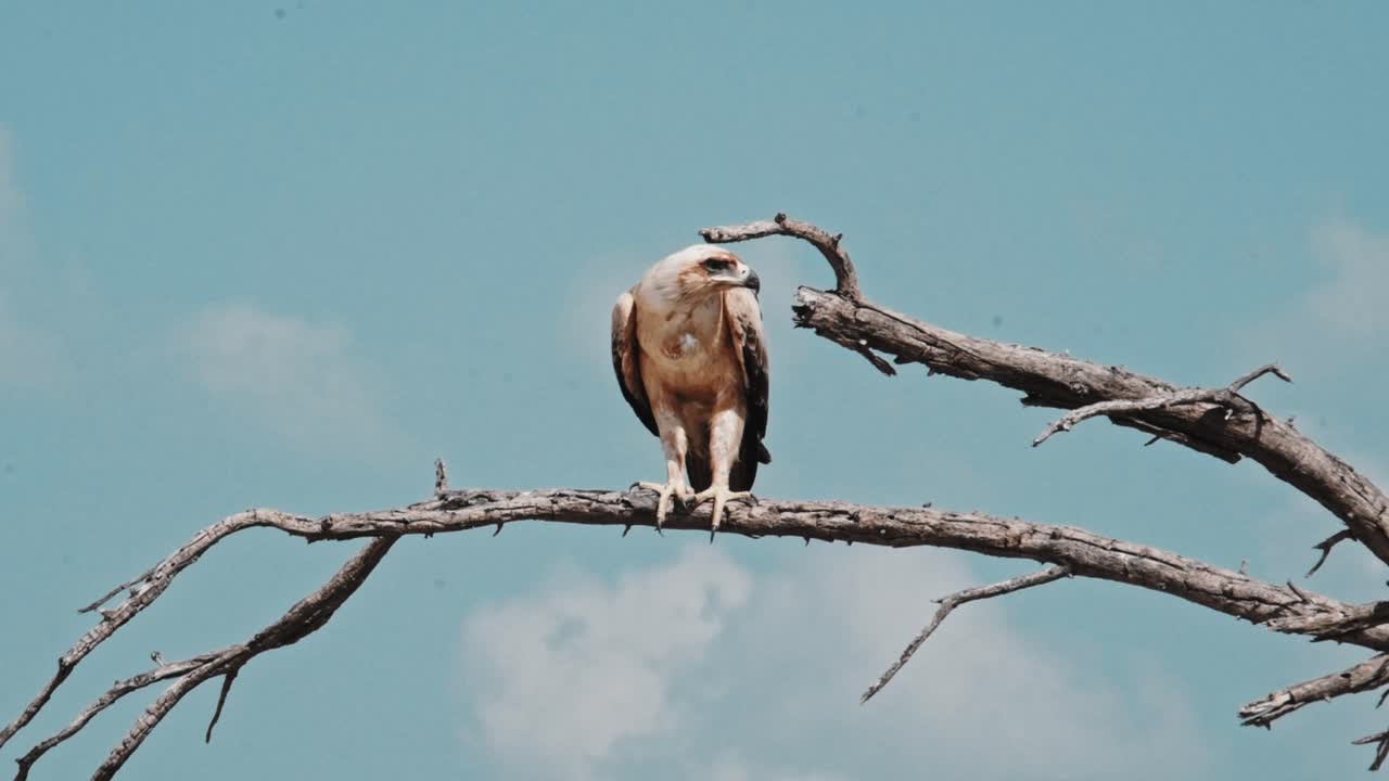 Tawny eagle on a tree branch with a blue sky