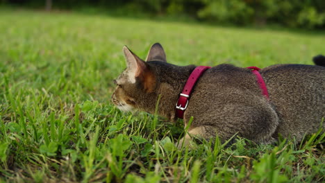 small pretty cat walking in the park with young woman owner. close-up of kitty on green grass. nature