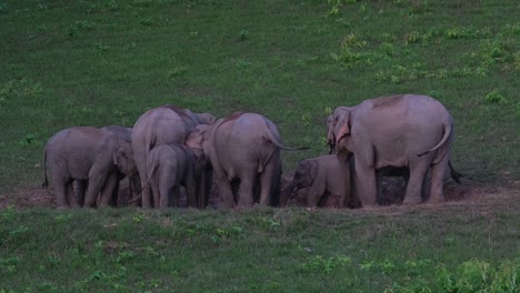 Herd-licking-salt-and-one-calf-kneels-down-to-suck-milk-from-its-mother,-Khao-Yai-National-Park,-Indian-Elephant-Elephas-maximus-indicus,-Thailand