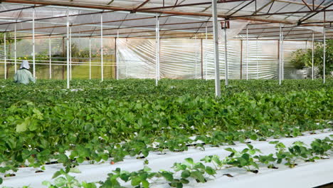 Strawberry-Greenhouse-Da-Lat-Vietnam---Female-Farmer-Worker-Collects-Ripe-Fruits-Growing-Under-Controlled-Environment-Conditions,-Slow-motion-Pan