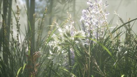 Grass-flower-field-with-soft-sunlight-for-background.