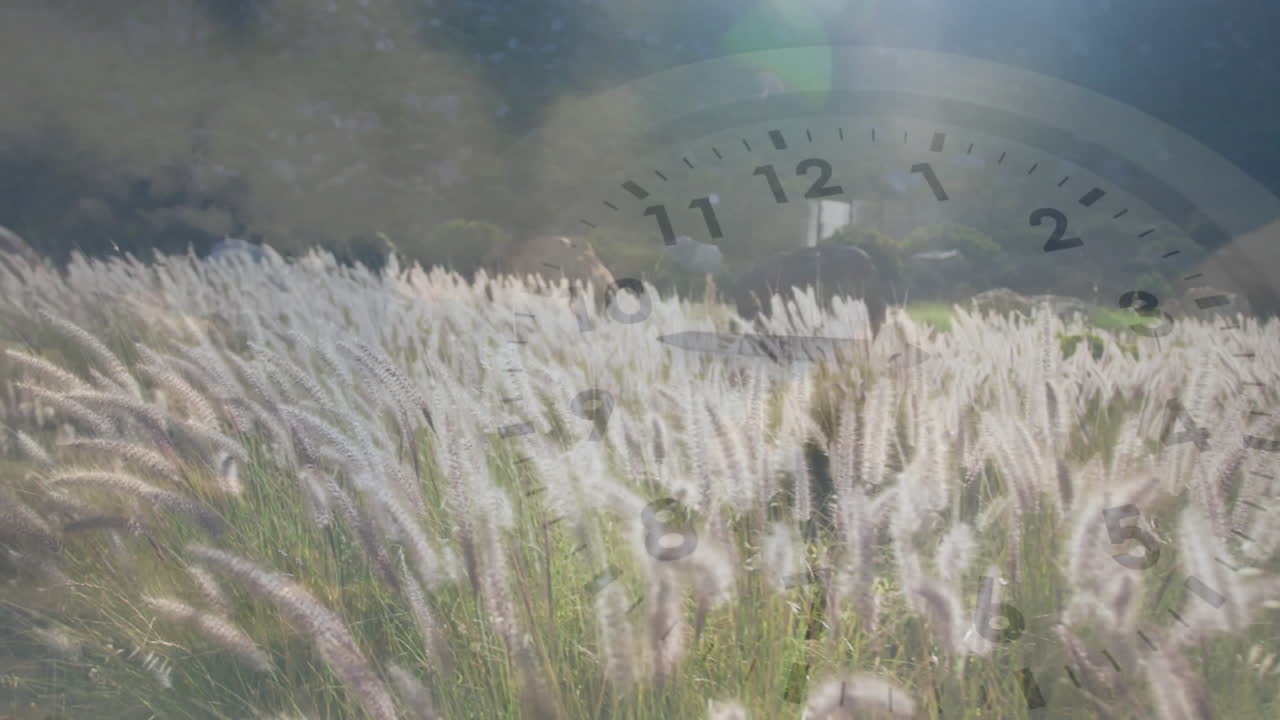 Animation of clock face overlaying field of tall grass under bright sunlight