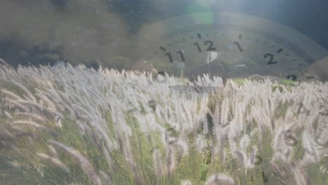 animation of clock face overlaying field of tall grass under bright sunlight