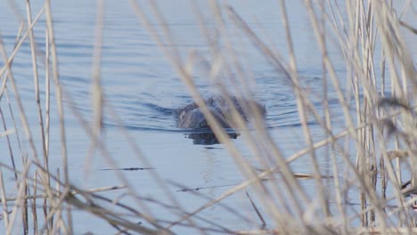 Wild-beaver-swimming-in-lake-and-making-splashes