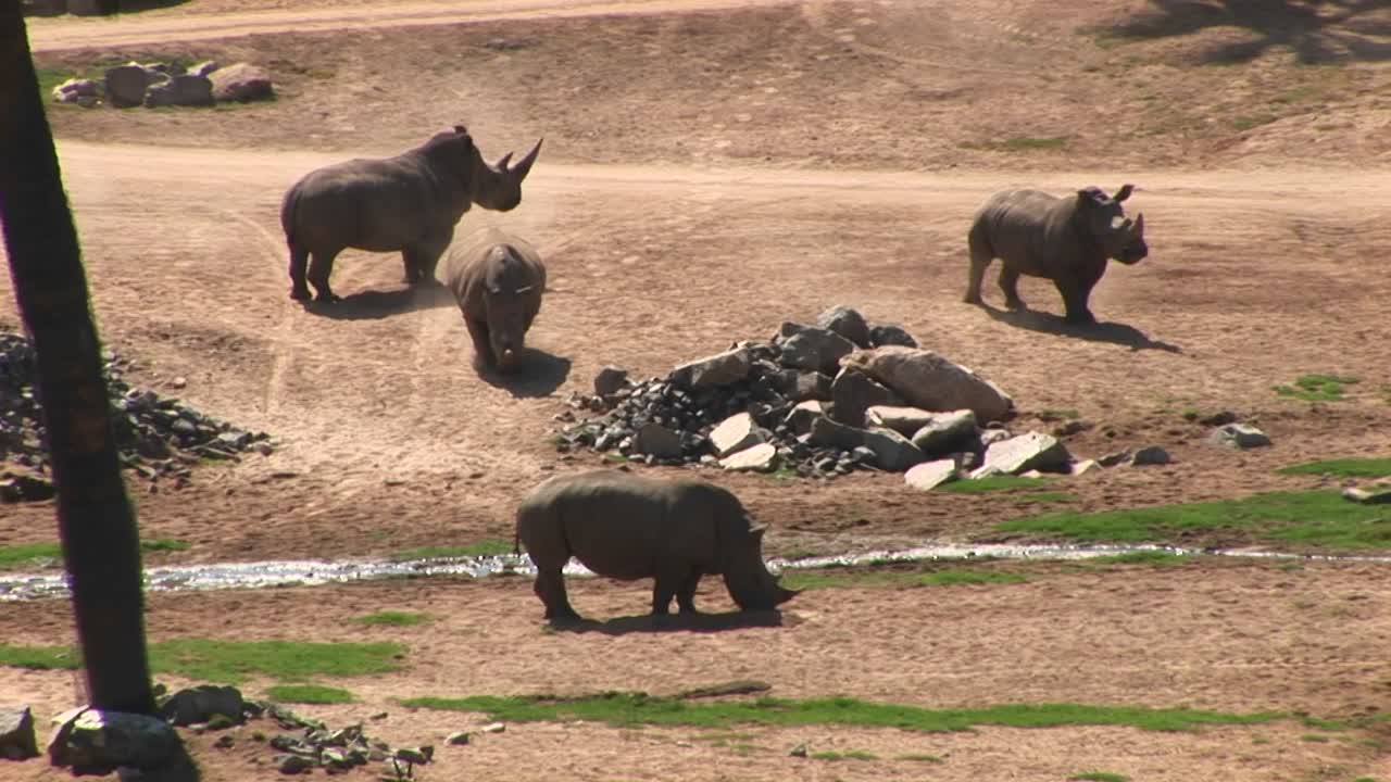 개울 주위에 서 있는 네 코뿔소의 롱샷