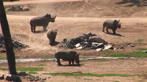 longshot of four rhinos standing around a stream