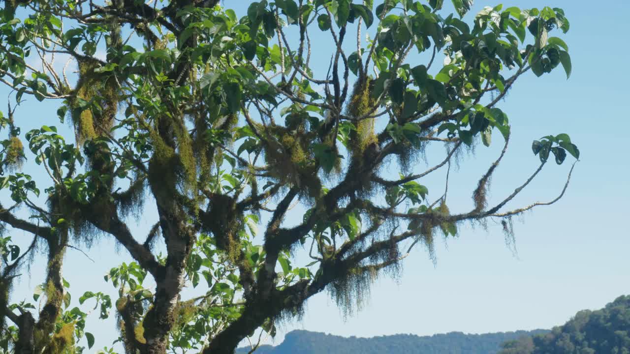 A tree covered in hanging moss sways gently, creating a serene and mystical atmosphere in a lush forest setting.