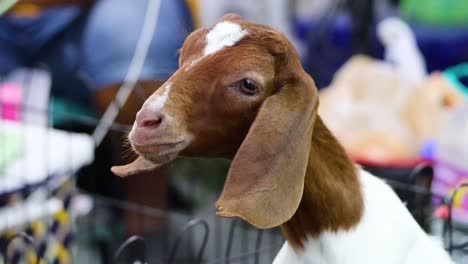 a goat curiously looks around in a pen