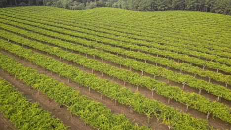 Aerial-view-of-large-vineyard-surrounded-by-forest-in-a-Albariño-wine-farm,-Galicia