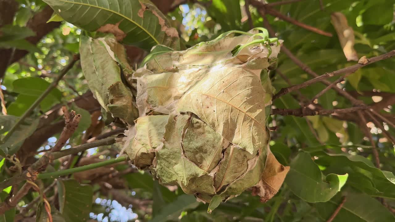 closeup shot of a nest of red weaver ant on the mango tree built from leaves stitched together by the ants using silk produced by their larvae.