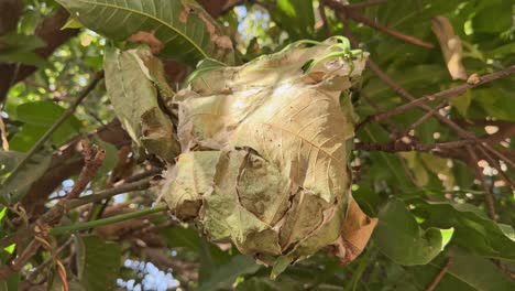 closeup shot of a nest of red weaver ant on the mango tree built from leaves stitched together by the ants using silk produced by their larvae.