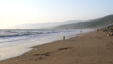 A-cute-brown-furry-labradoodle-pet-dog-playing-fetch-and-returning-to-its-owner-on-the-sand-beach-of-Ventura,-California-SLOW-MOTION