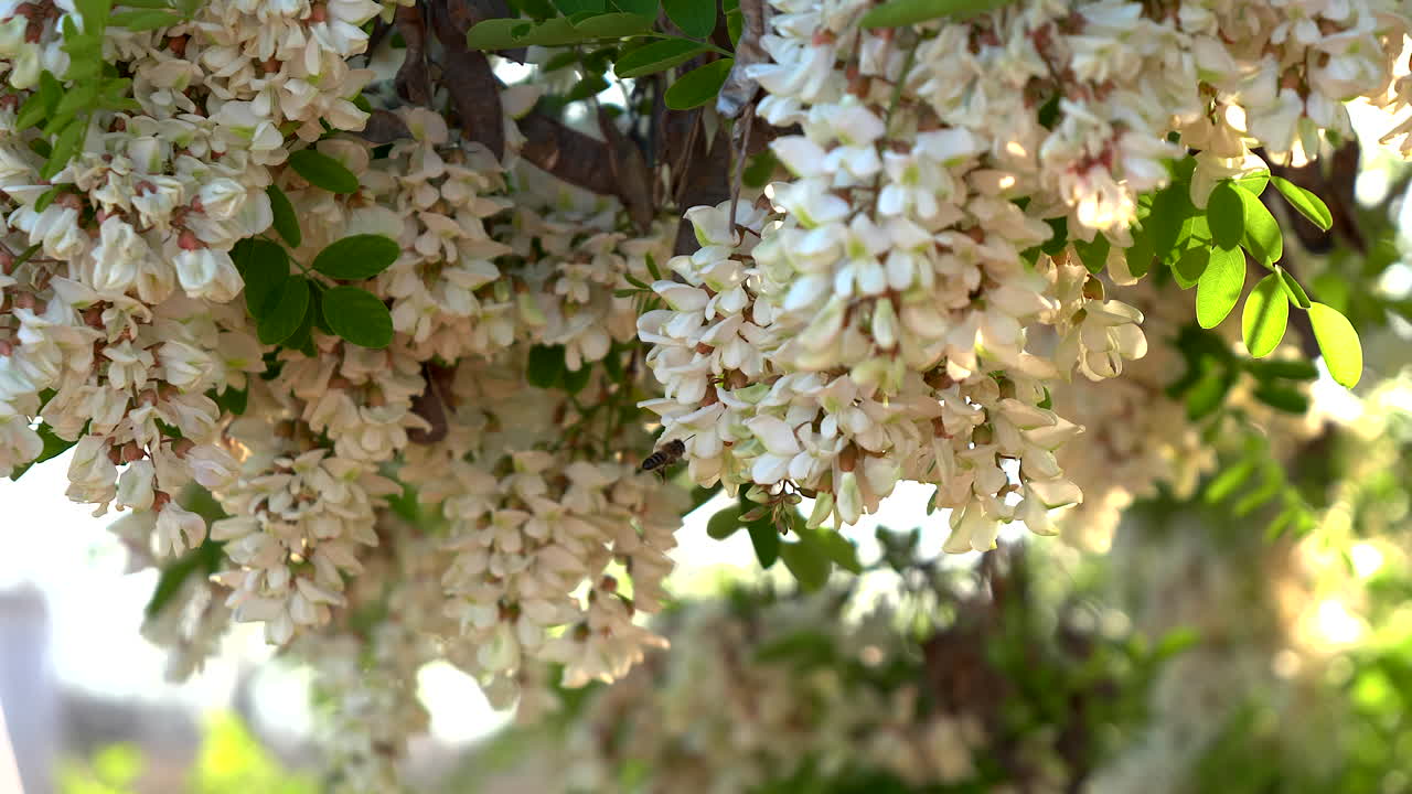 las abejas polinizando las flores de acacia al atardecer