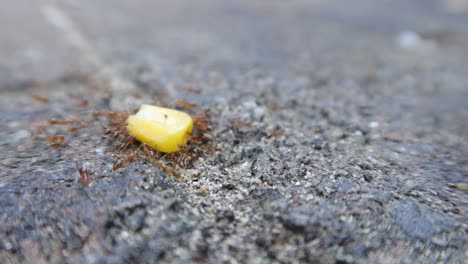 close up of black ant collecting food from a container