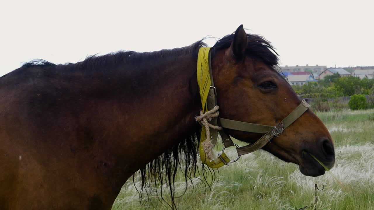 caballo marrón en un campo