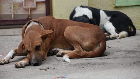 Perros-Durmiendo-Frente-A-La-Puerta-De-La-Casa