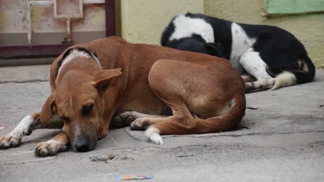 dogs sleeping in-front of house gate