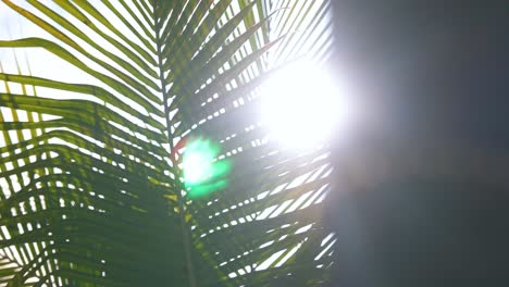 slow motion shot of sun shining through palm fronds