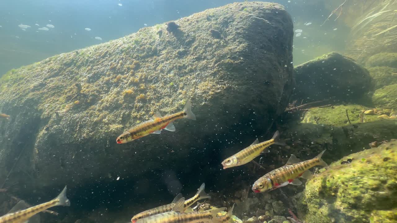 Eurasian minnows (Phoxinus phoxinus) feeding before spawning season in a shallow river. Estonia.