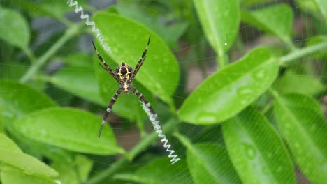 close up of spider on green leaves background