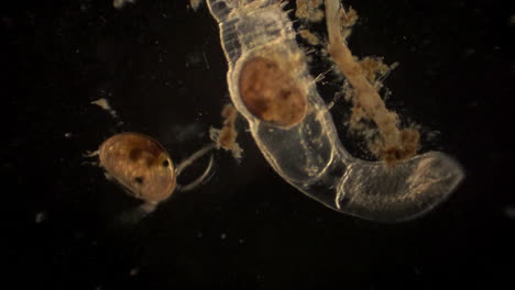 ostracod microscópico y artrópodo con ostracod en su tracto digestivo