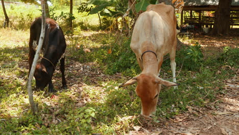 Zwei-Hübsche-Afrikanische-Kühe-Grasen-In-Zeitlupe-In-Einem-Kleinen-Wald