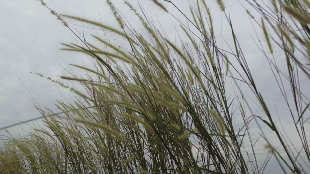 낮에는 풀이 바람에 날린다