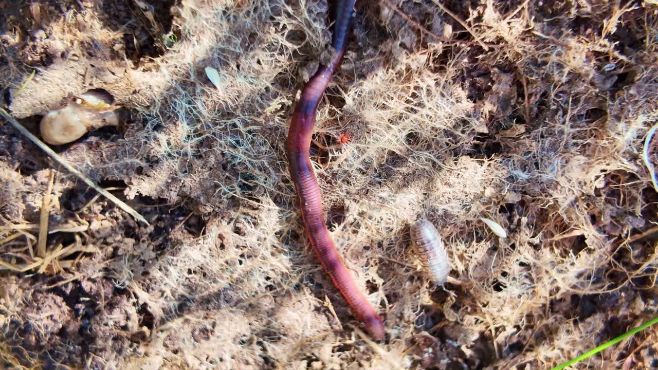 Earthworm crawling on wet and dry grassy ground with some woodlice in bright sunlight.