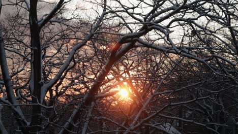 Los-Rayos-Anaranjados-Del-Sol-Poniente-Se-Asoman-A-Través-De-Las-Ramas-Nevadas-De-árboles-Retorcidos-Y-Enredados-En-Un-Desierto-Pacífico