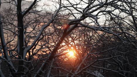 los rayos anaranjados del sol poniente se asoman a través de las ramas nevadas de árboles retorcidos y enredados en un desierto pacífico