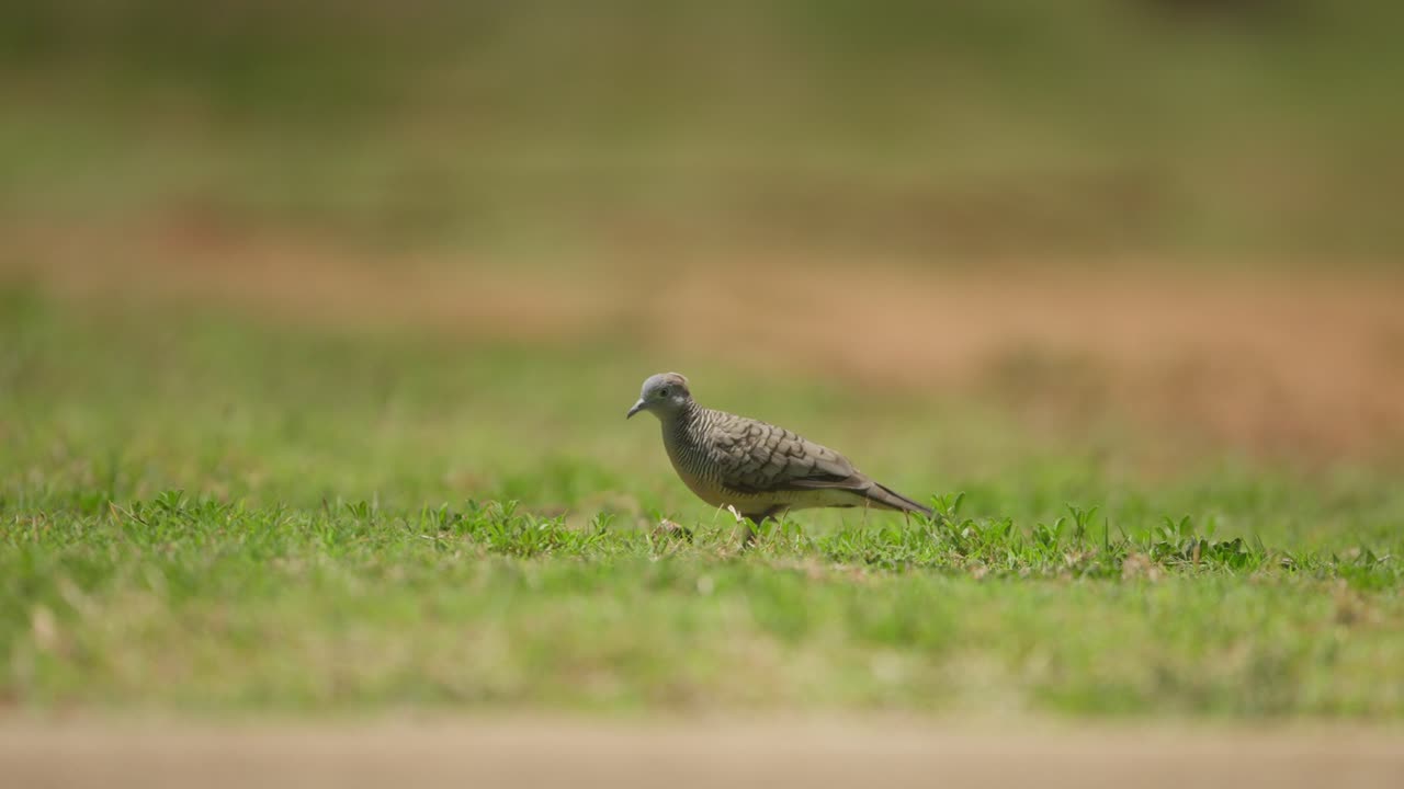먹이 를 찾고 있는 잔디  에서 고 있는 제브라 비둘기 의 낮은 정적