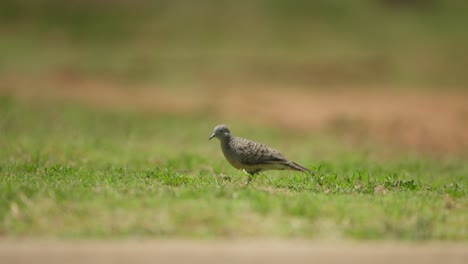 disparo estático cercano de una paloma cebra caminando por el suelo cubierto de hierba en busca de comida