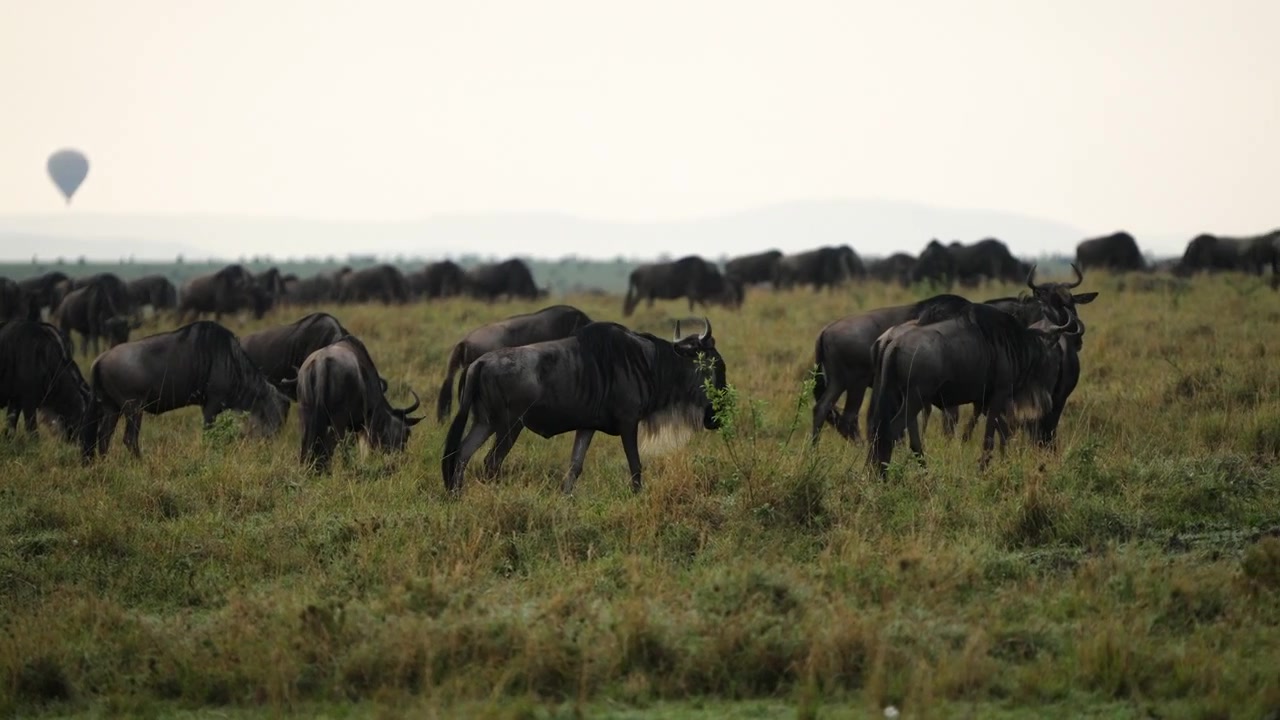 Wildebeest on the move on the open African plains of Masai Mara, Kenya
