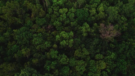 Vista-De-Pájaro-Sobre-El-Bosque-Verde-En-Asia