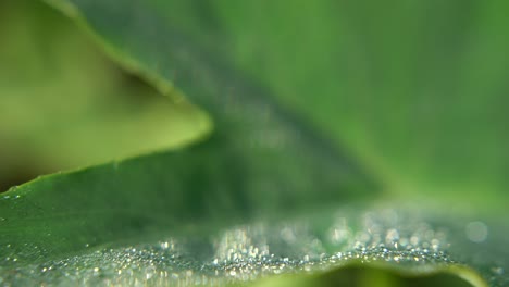 Dew-drops-fall-on-the-leaves-of-the-trees-in-winter