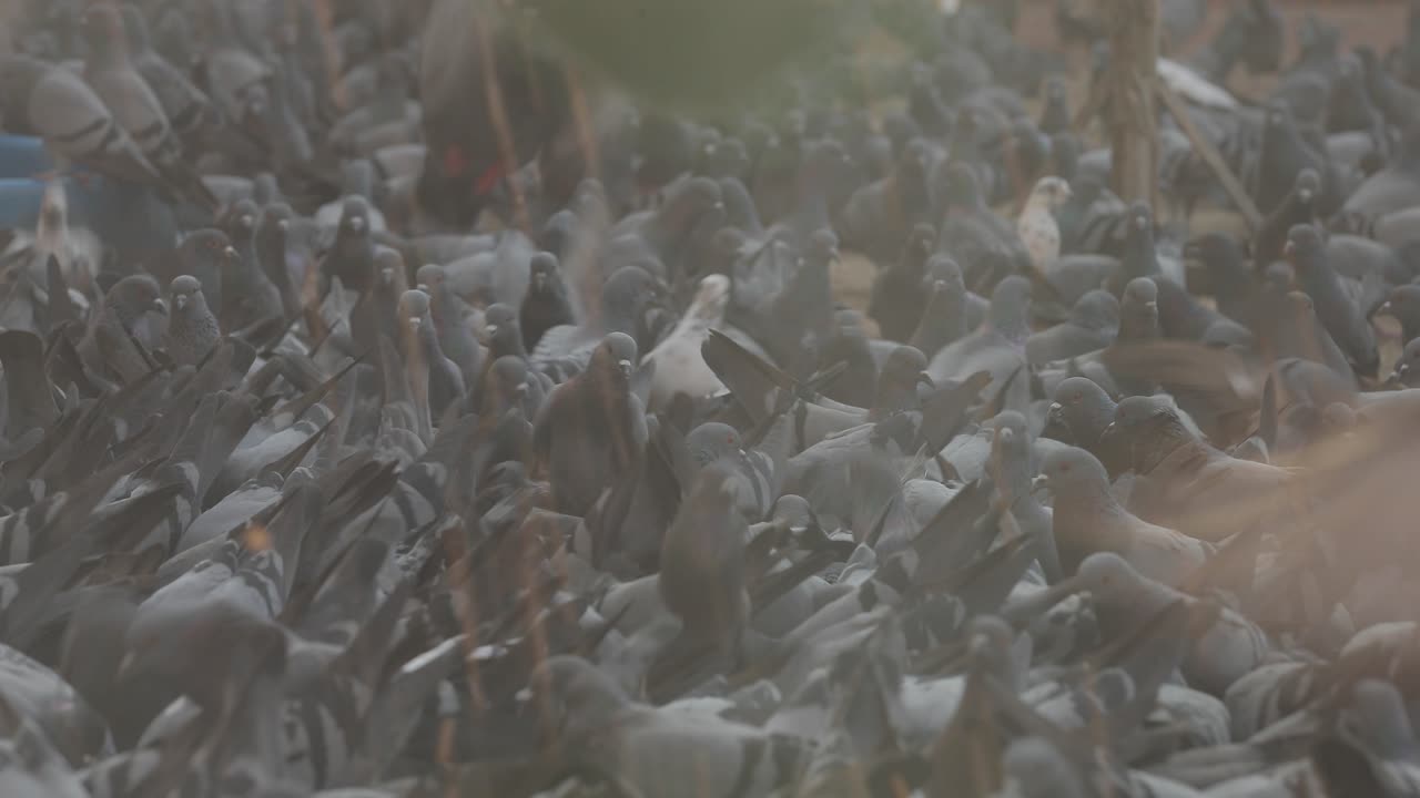 Migliaia di piccioni si affollano intorno ai terreni di un tempio buddista in Nepal.